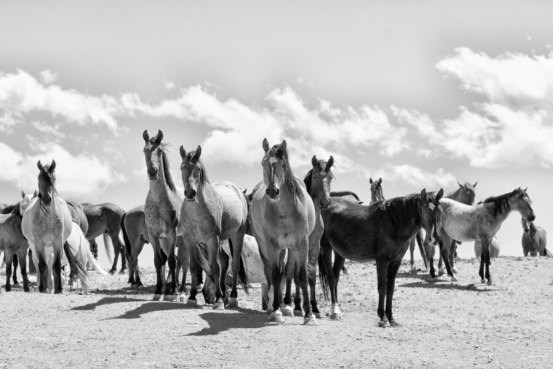 셰인 러섹 - Band of Brothers