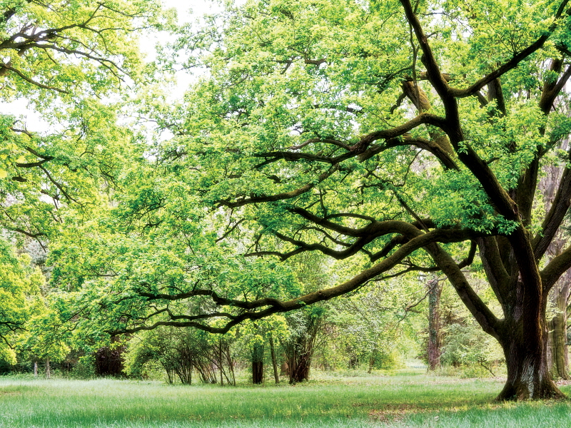 포토아이엔씨 스튜디오 - Green Woods IV