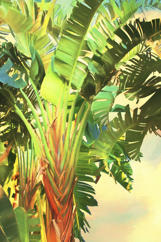 멜린다 브래드쇼 - Bird of Paradise Palm I