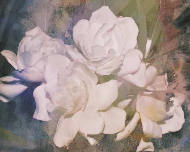 샤론 챈들러 - Blush Gardenia Beauty I