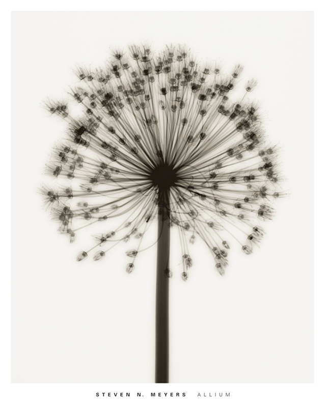 스티븐 메이어스 - Allium
