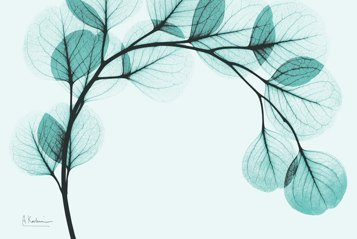 알버트 쿠치어 - Teal Eucalyptus