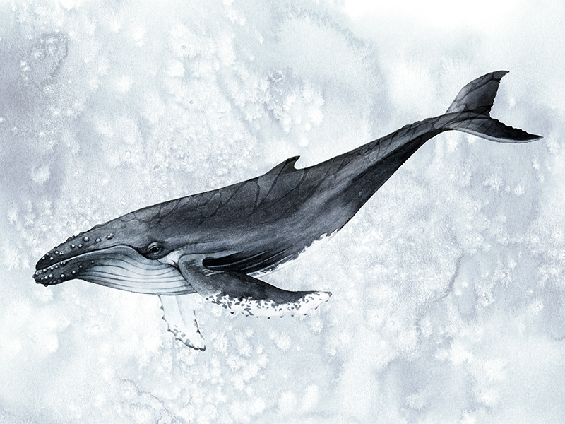 그레이스 포프 - Deep Diver Ⅱ