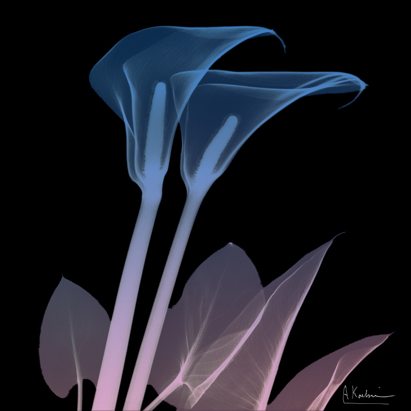 알버트 쿠치어 - Calla Lily Black I