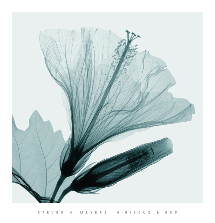 스티븐 메이어스 - Hibiscus II