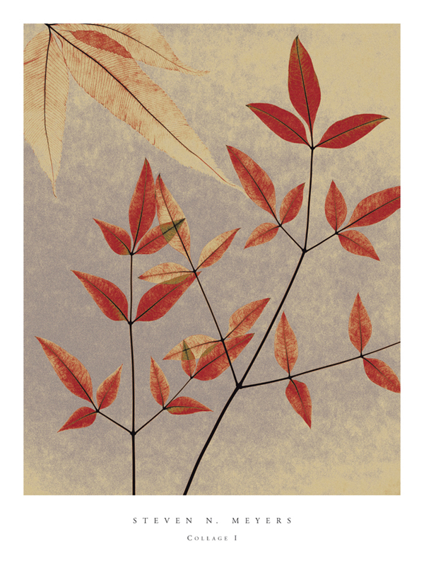 스티븐 메이어스 - Collage l