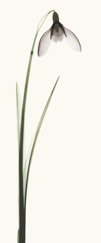 로버트 쿱 - Snowdrop II