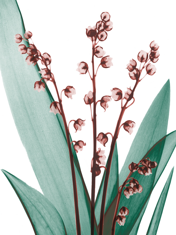 알버트 쿠치어 - Elegance Blush II