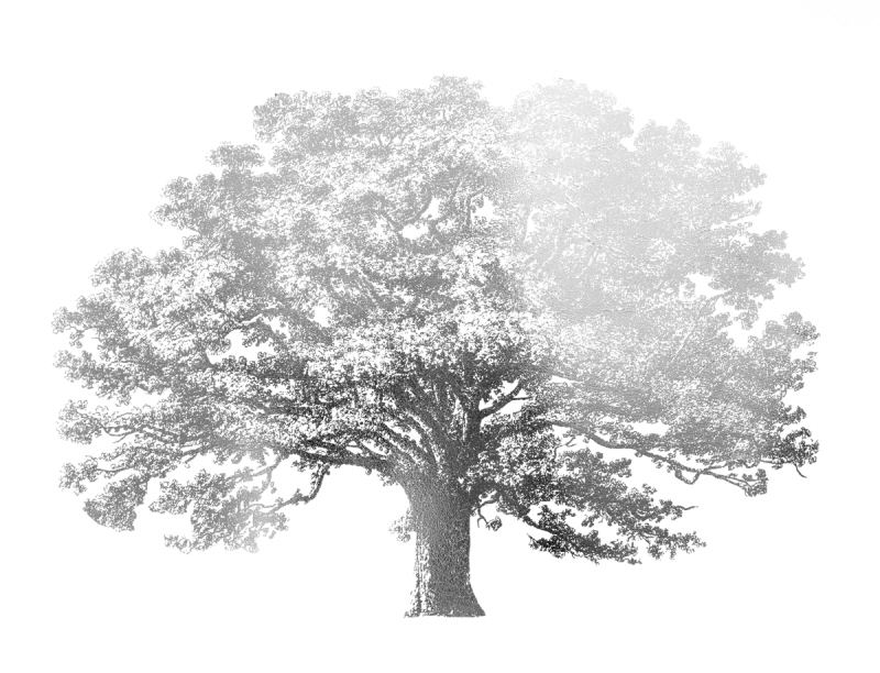 비젼 스튜디오 - Gold Foil Elephant Tree