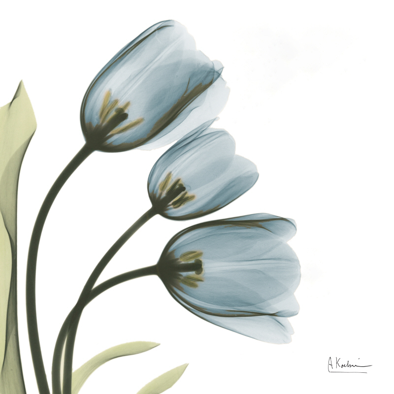 알버트 쿠치어 - Tulips Faith