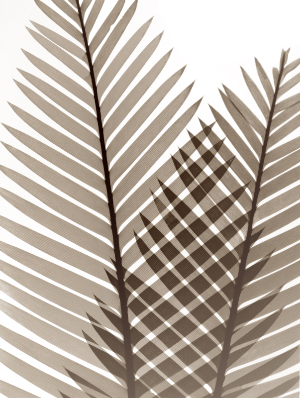 알버트 쿠치어 - Earthly Fern I