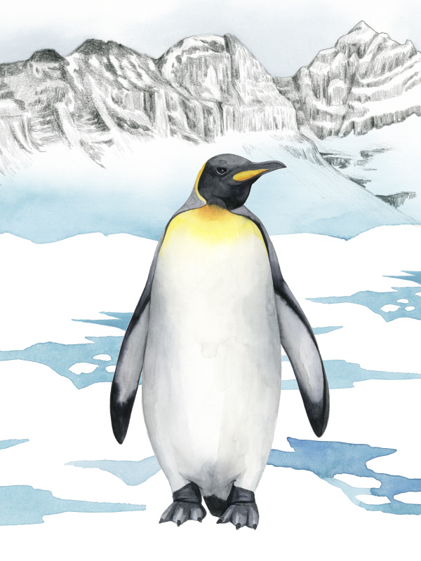 그레이스 포프 - Arctic Animal I