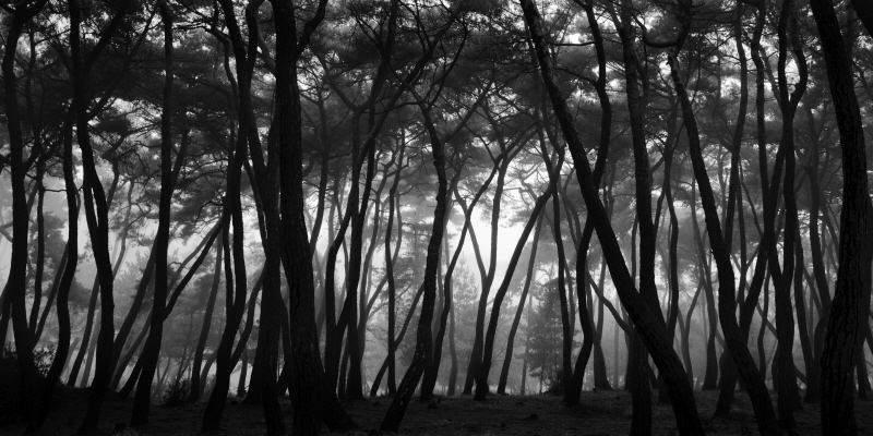 김현 - 나에게 다가온 소나무 시즌5.5 (4)