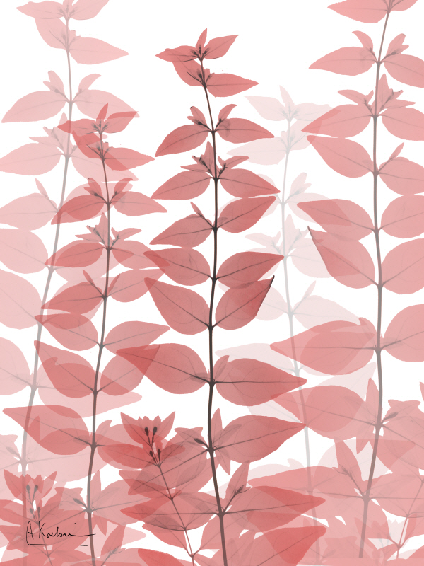 알버트 쿠치어 - Plentiful Bunch II