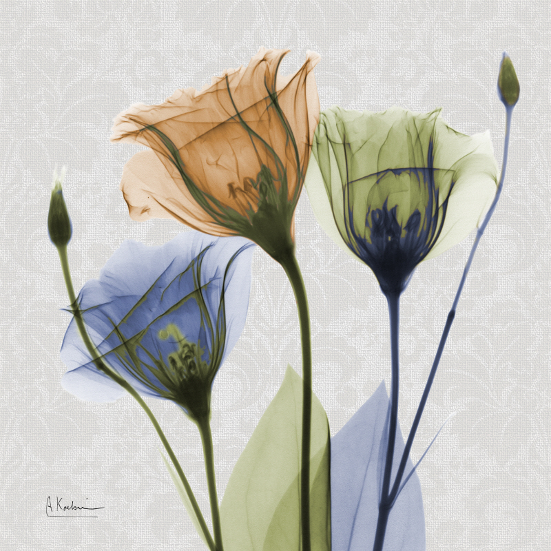 알버트 쿠치어 - Multi Flowers II