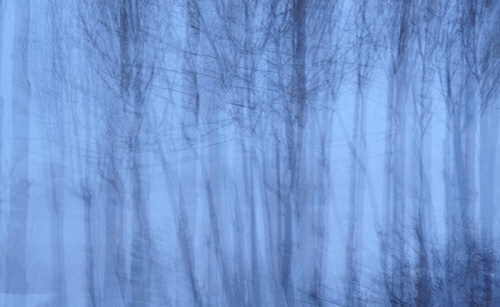 로터스 - 블루 II (부부의세계 협찬그림)