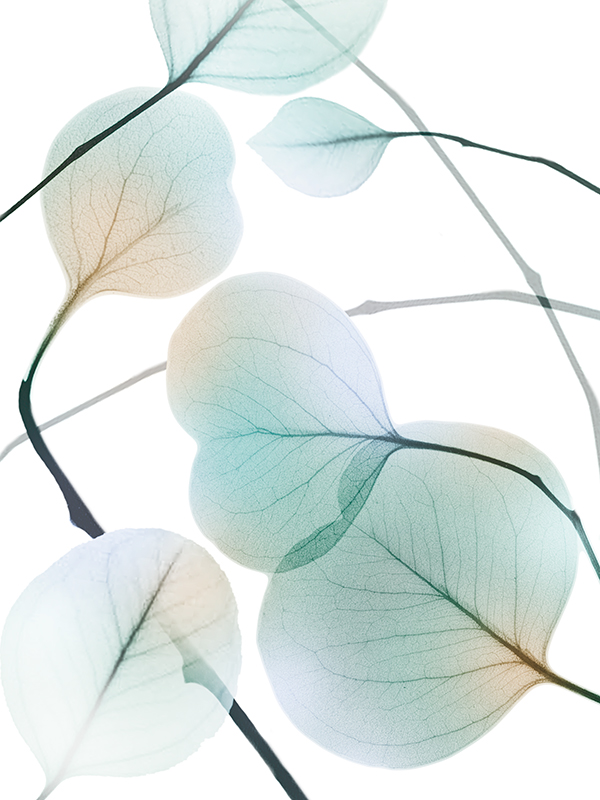 알버트 쿠치어 - Sunkissed Eternity 2