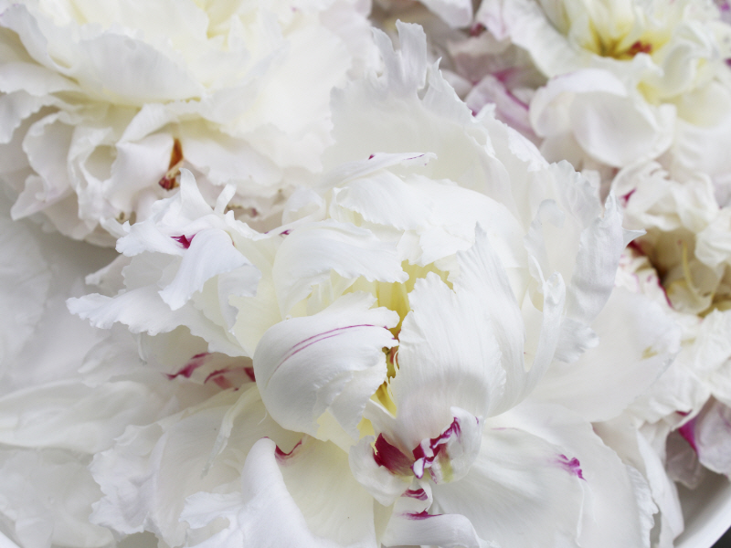 이레나 올로브 - Breathless VI