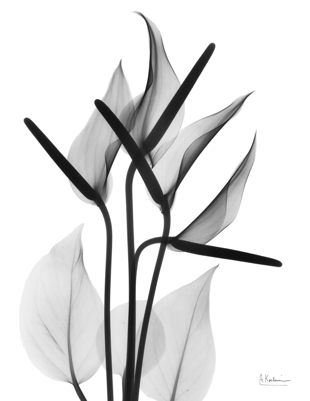 알버트 쿠치어 - Flamingo Cq