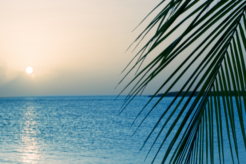 디나 마리 - Palm