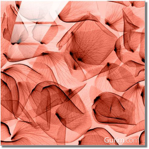 스티븐 메이어스 - Rose, Rouge