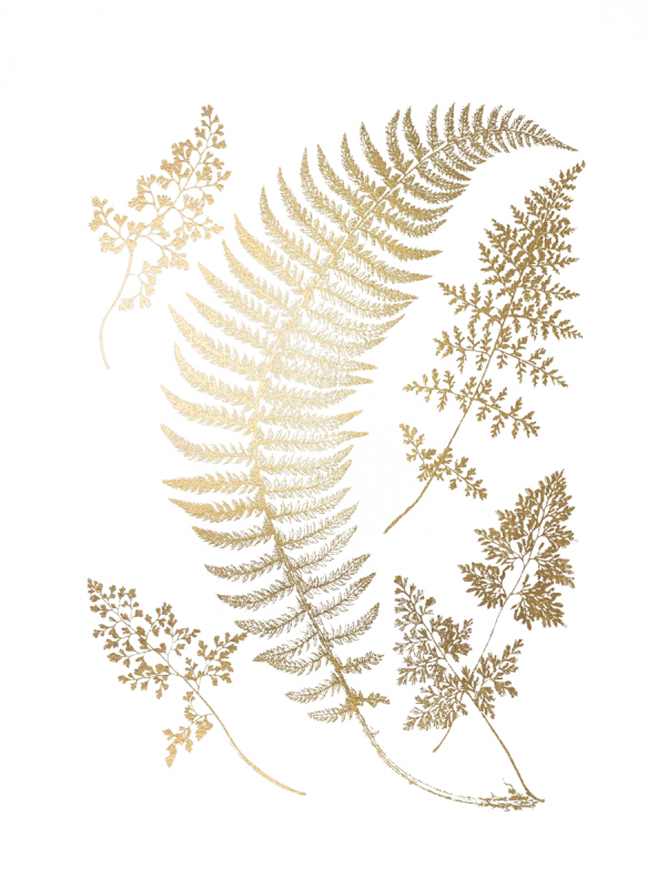 비젼 스튜디오 - Gold Foil Ferns IV