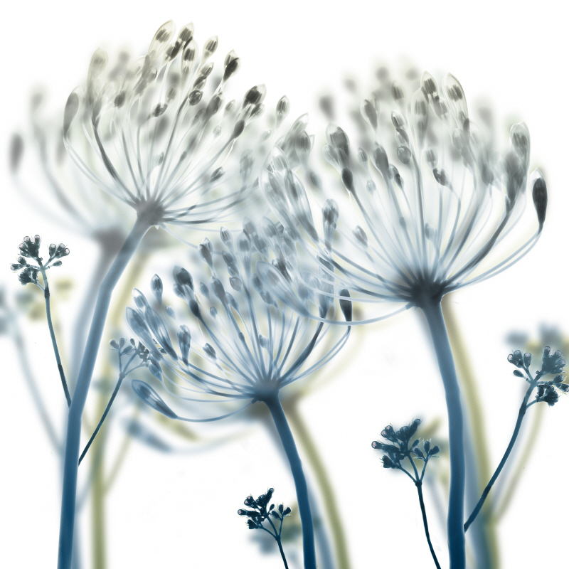 알버트 쿠치어 - Unfocused Beauty II