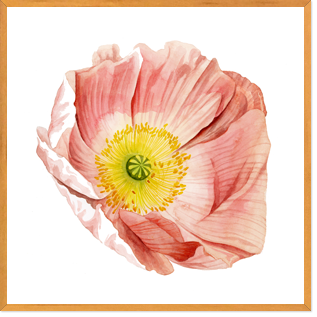 (원목)마운팅월넛