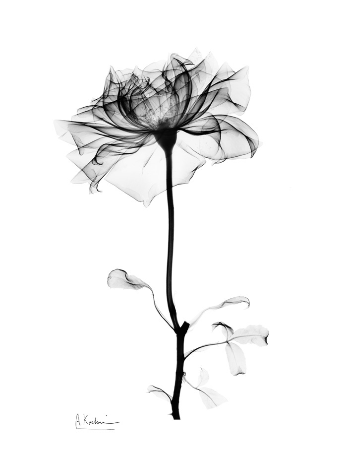 알버트 쿠치어 - Gentle Rose I