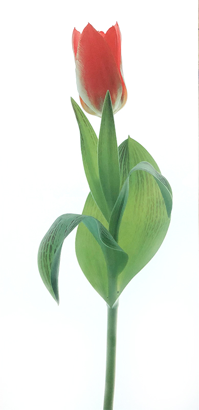 에이치시에프. 슈미트 - Tulip