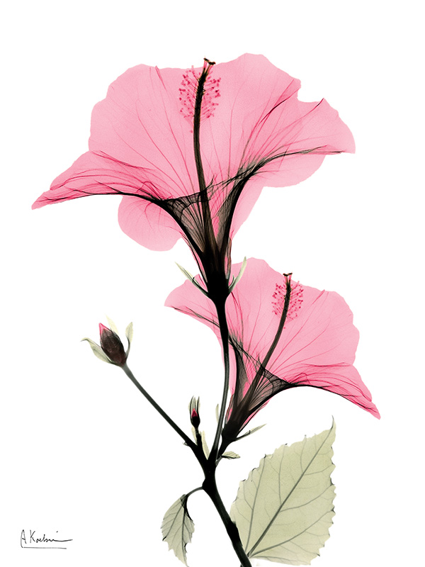 알버트 쿠치어 - Pink Hibiscus