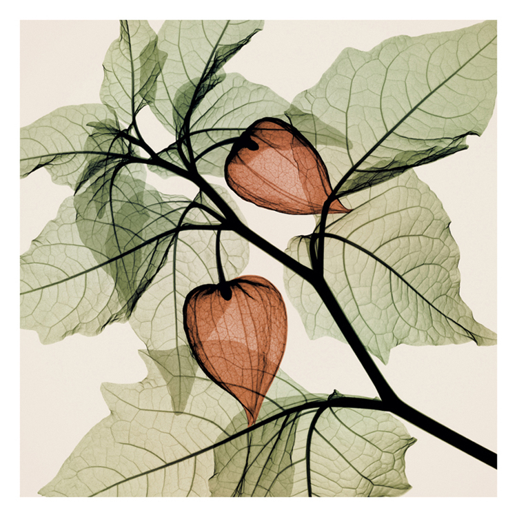 스티븐 메이어스 - Japanese Lantern