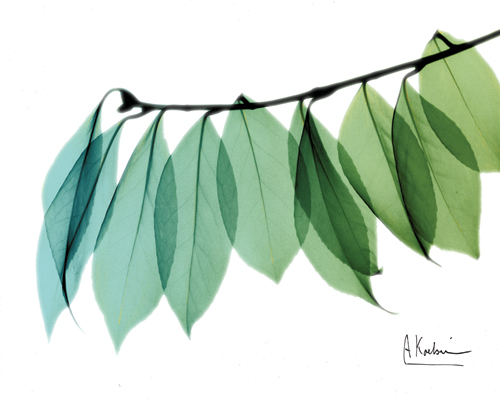 알버트 쿠치어 - Camelia Leaf Green Blue