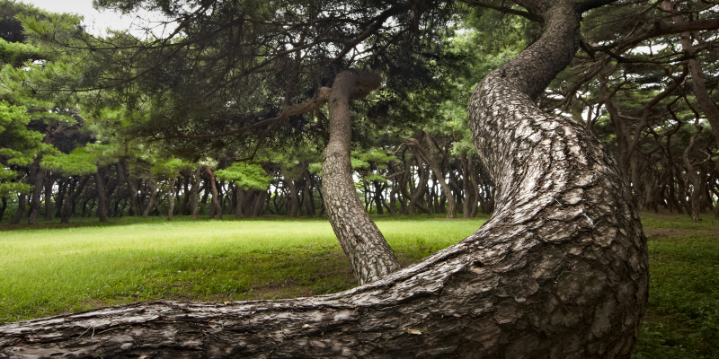김현 - 나에게 다가온 소나무 14