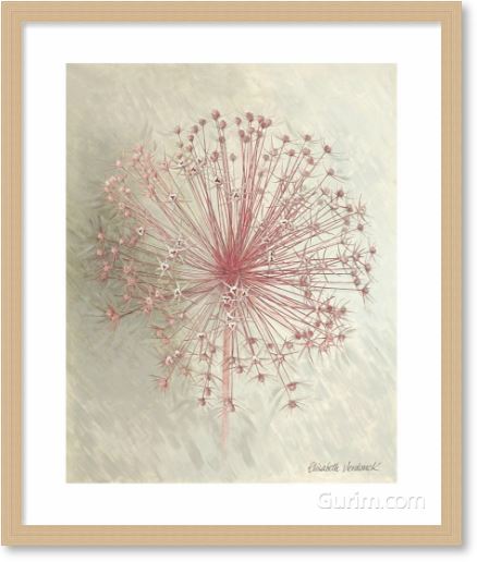 엘리자베스 버동크 - Allium Seedhead I