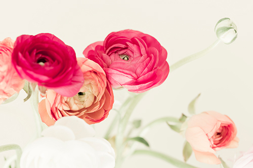 트레이시 텔리크 - Spring Rannys