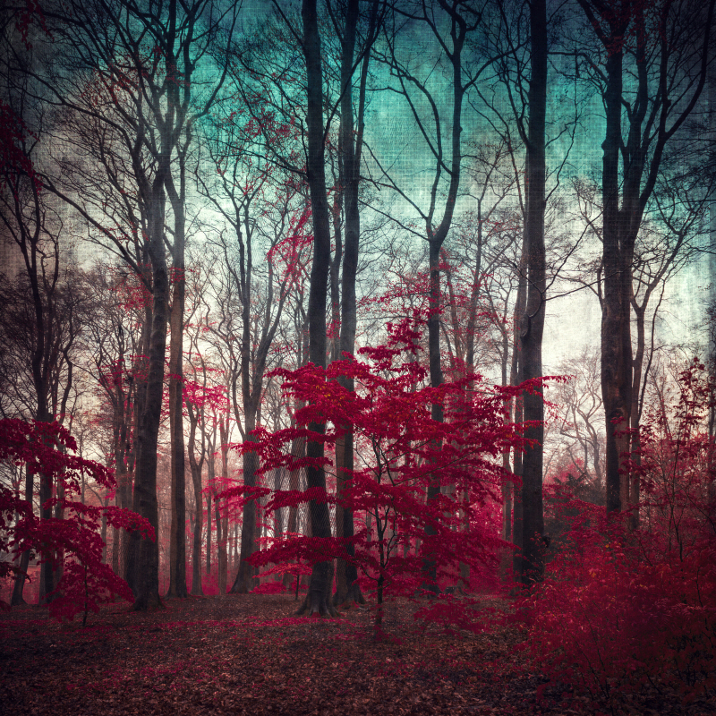 더크 유스텐하겐 - A Maze