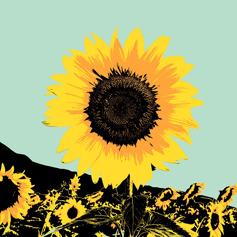 제이콥 그린 - Pop Art Sunflower Ⅰ