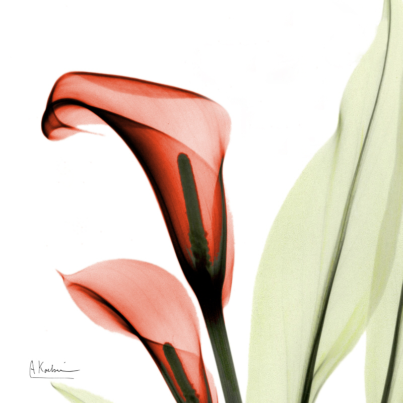 알버트 쿠치어 - Callas Faith