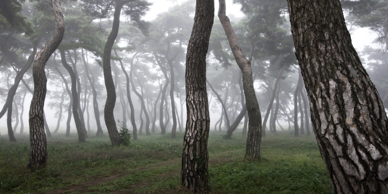김현 - 나에게 다가온 소나무 10