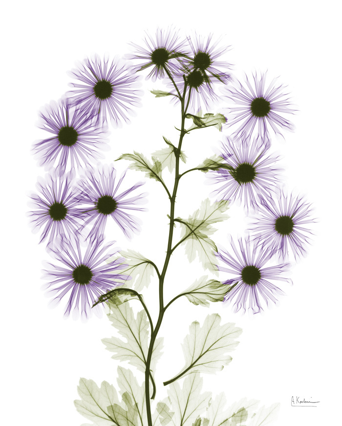 알버트 쿠치어 - Chrysanthemum II