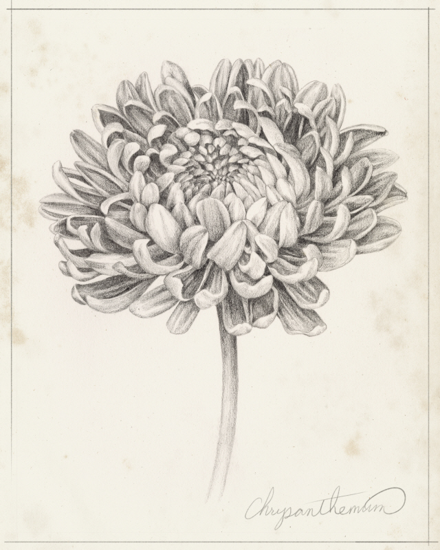 그레이스 포프 - Graphite Chrysanthemum Study II