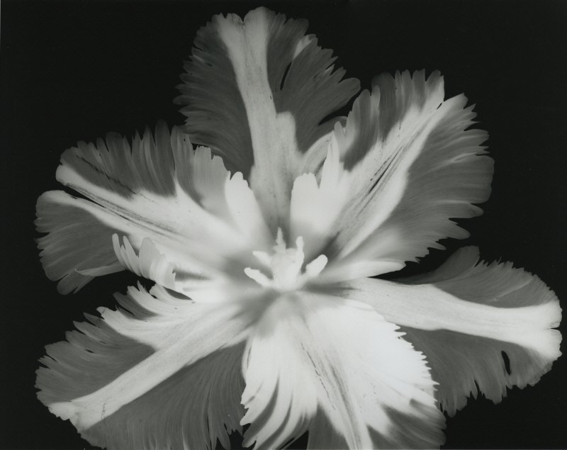 알버트 쿠치어 - Big Blossom II