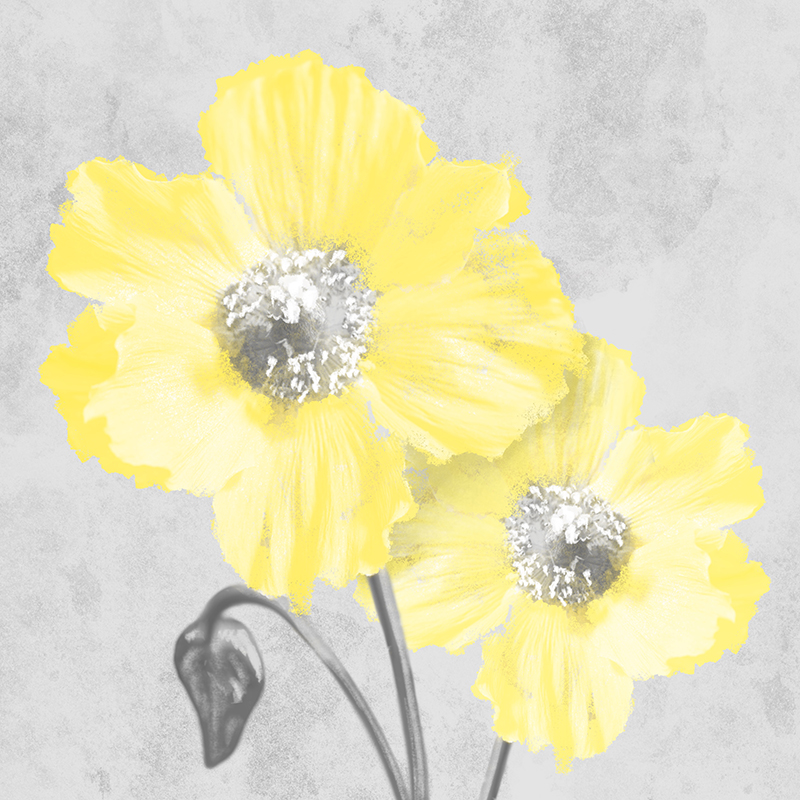 마르코 프라임 - Delightful Lumination Ⅱ