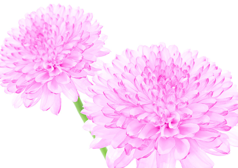 조지 포시 - Dahlia In Bloom