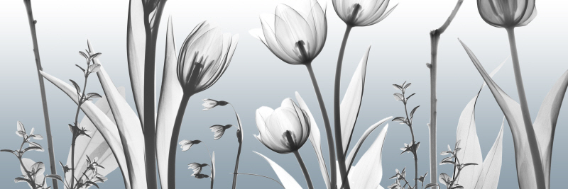 알버트 쿠치어 - Heavenly Botanicals