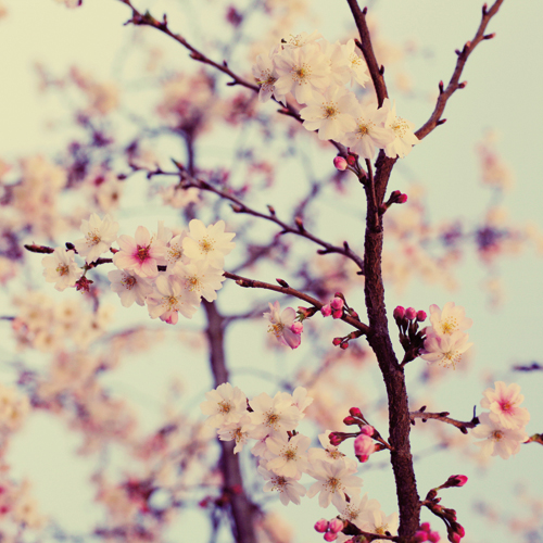 알리샤 보크 - In the Air