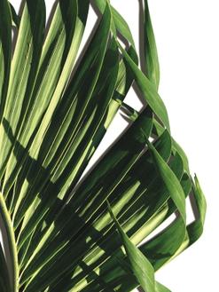 Leaf of Palm