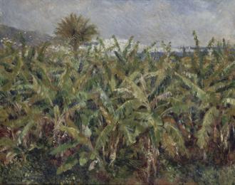 Field Of Banana Trees