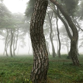 A Pine Tree that Happended Upon Me 1